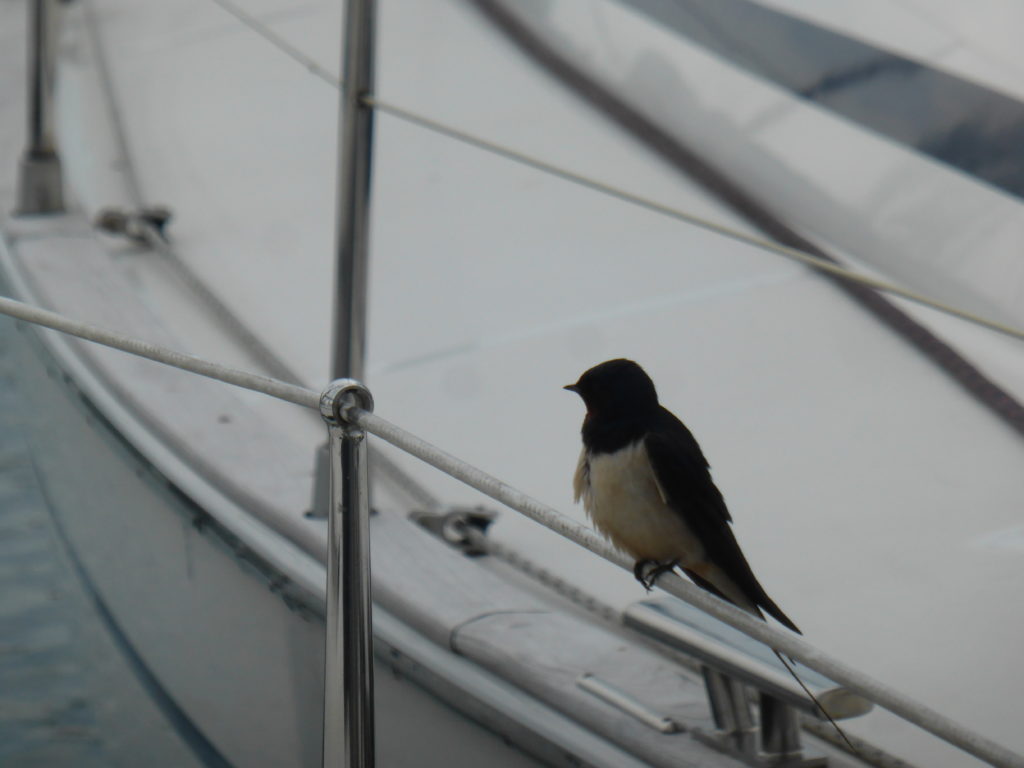 Deze afbeelding heeft een leeg alt-attribuut; de bestandsnaam is P1050965-1024x768.jpg